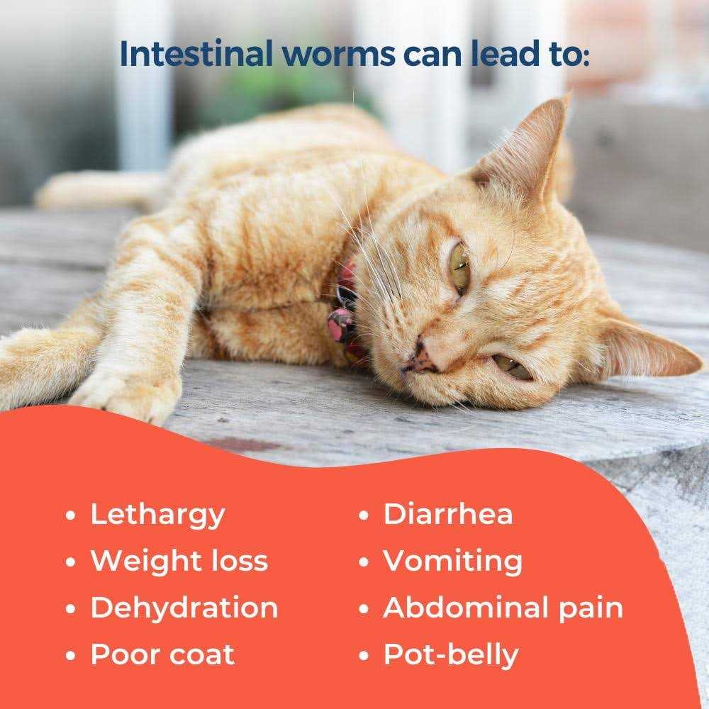 Broad Spectrum Dewormer for Cats and Kittens J414