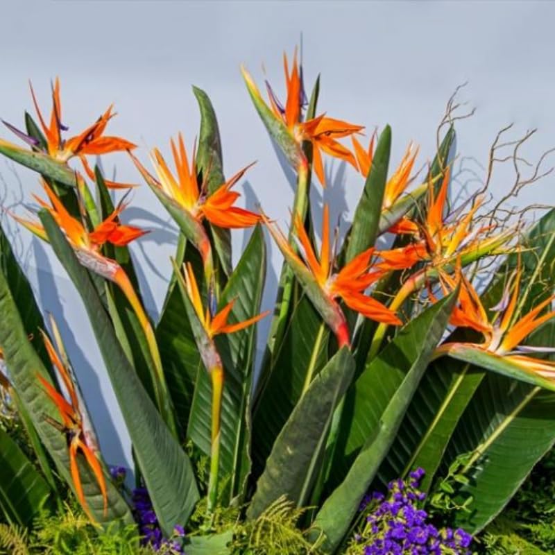 Bird of Paradise Plant Live Houseplant, 4 to 8 Inches Tall A27064