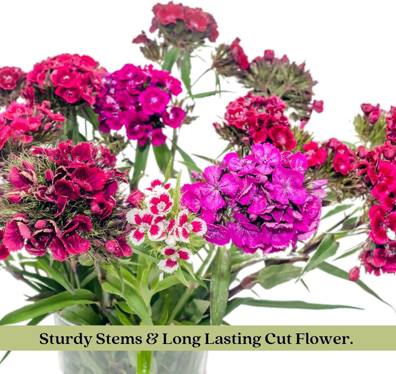 Two (2) Live Dianthus Firewitch Plants in 4" Pots J7710