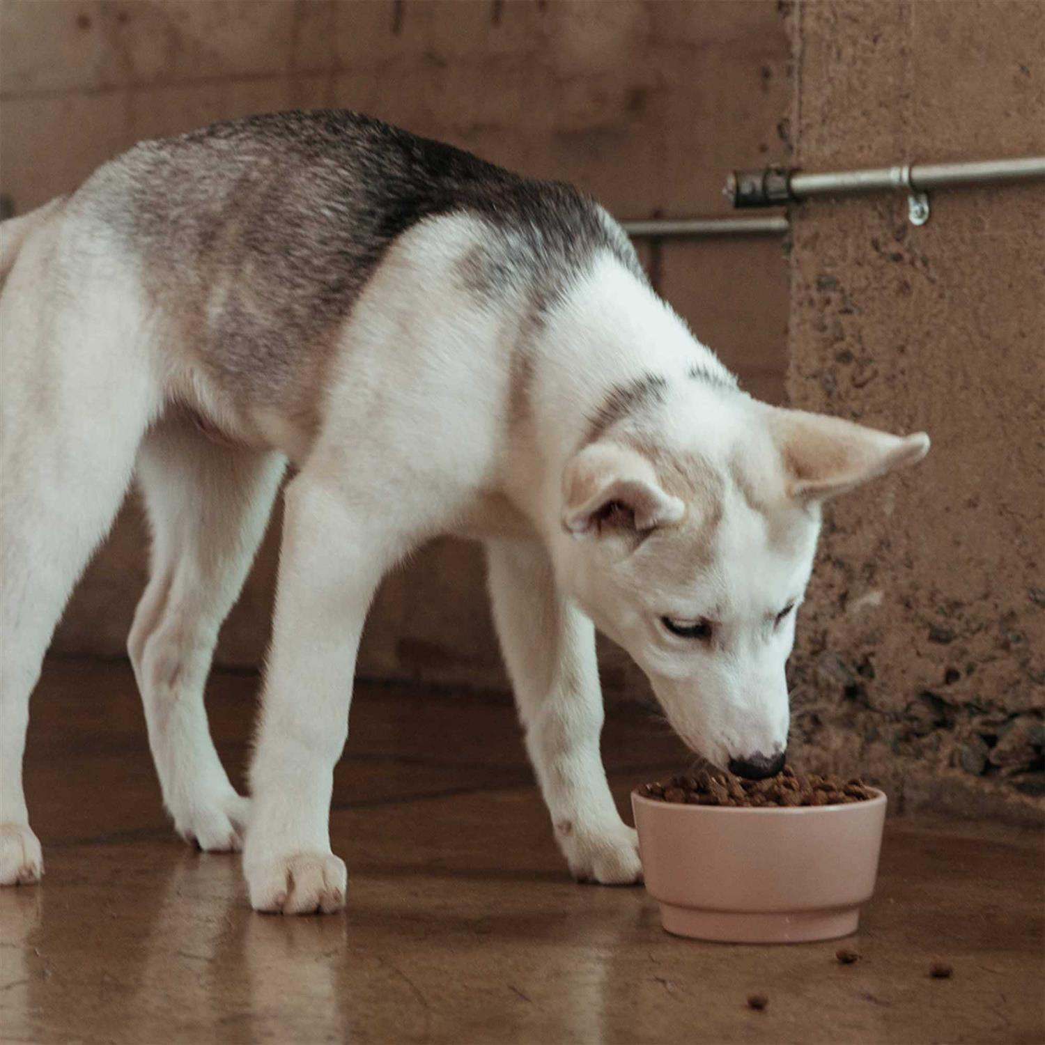 Grain Free Dog Food D614108