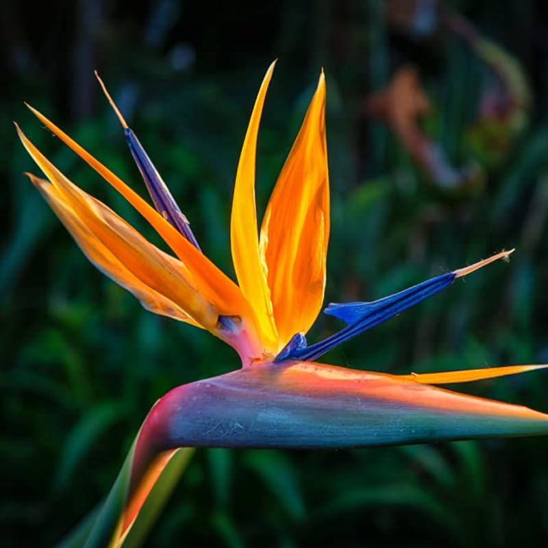Bird of Paradise Plant Live Houseplant, 4 to 8 Inches Tall A27064
