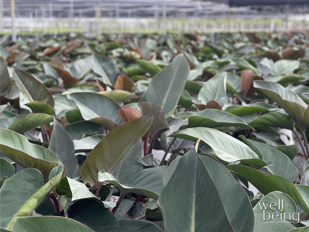 Philodendron Rojo Congo Live Plant (25-30 in. Tall) in Grower Pot J49080