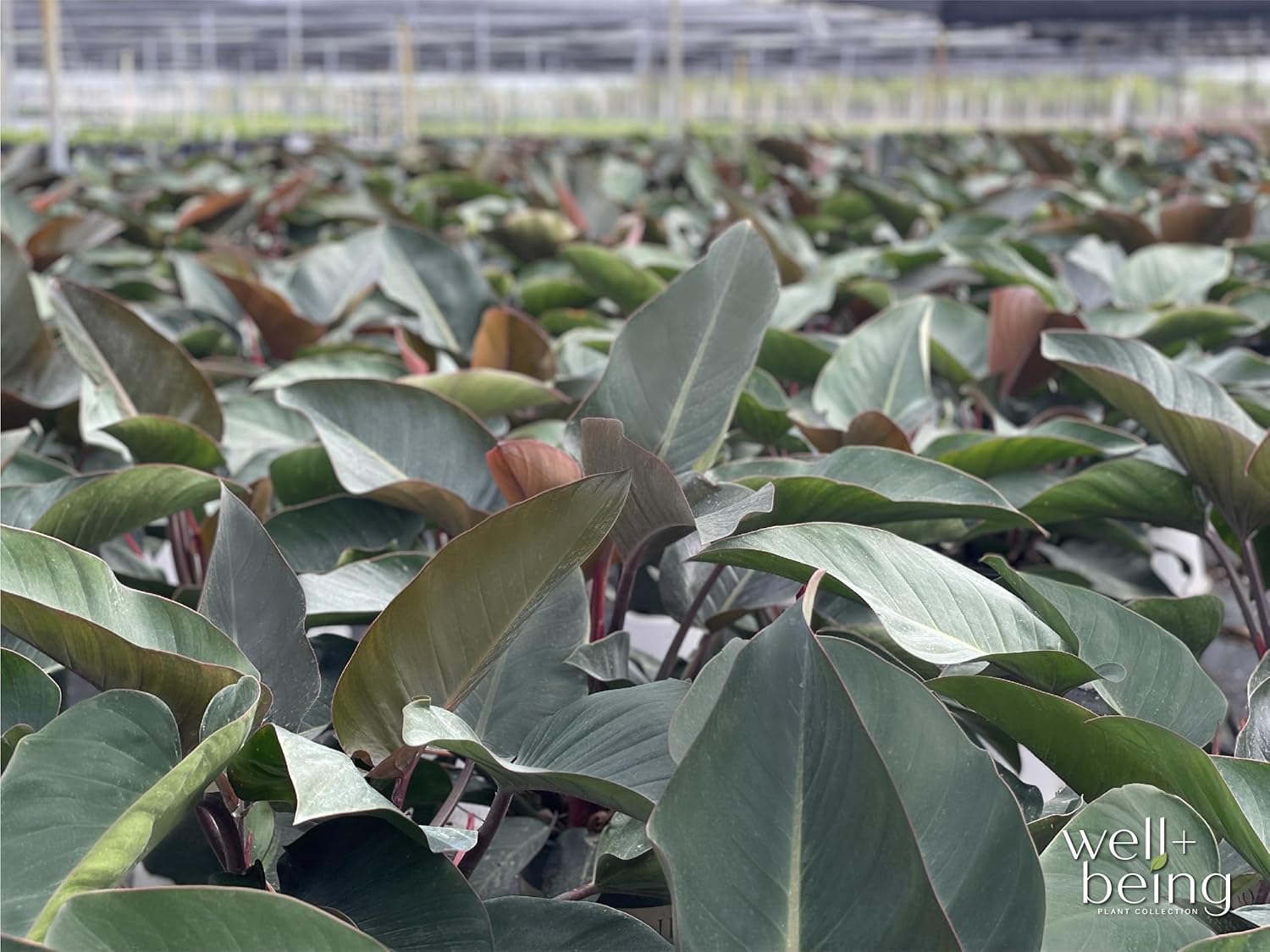 Philodendron Rojo Congo Live Plant (25-30 in. Tall) in Grower Pot J49080