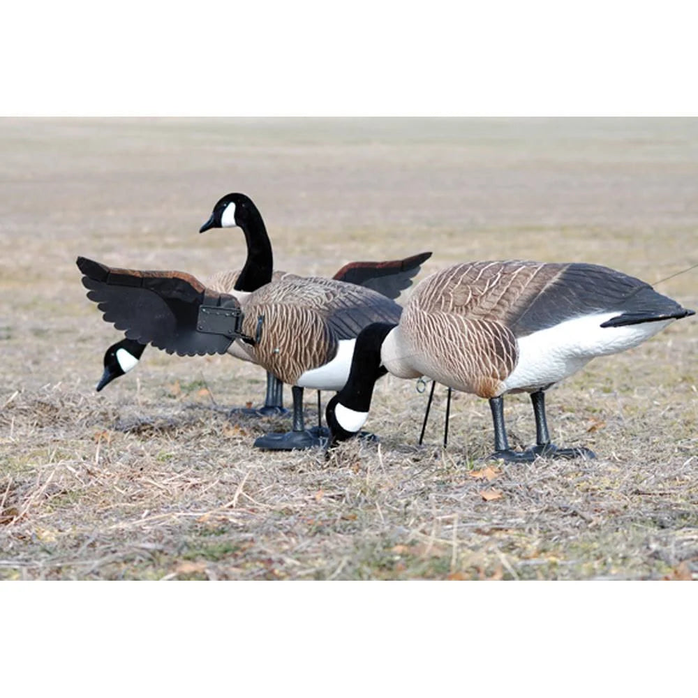 Full Body Canada Goose Decoy O56968
