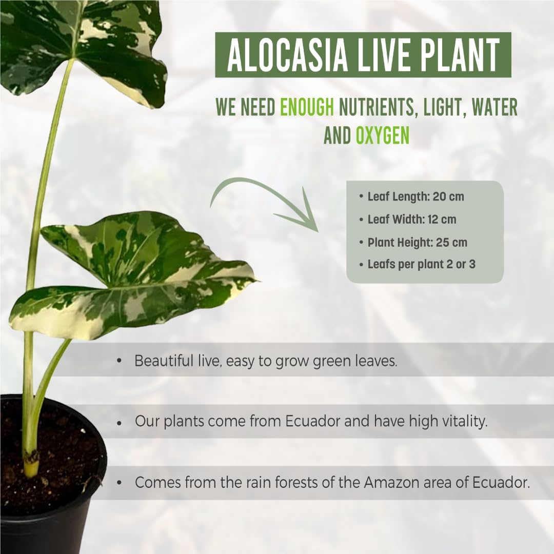 Variegated Alocasia Live Plant C269789