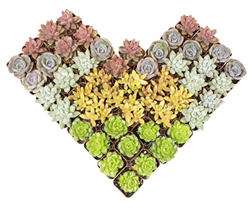 12PK Potted Succulent Plants Z1563