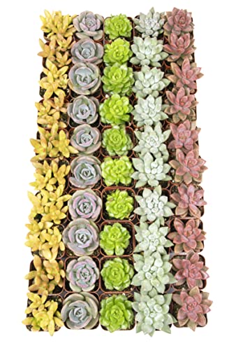 12PK Potted Succulent Plants Z1563