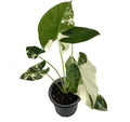 Variegated Alocasia Live Plant C269789
