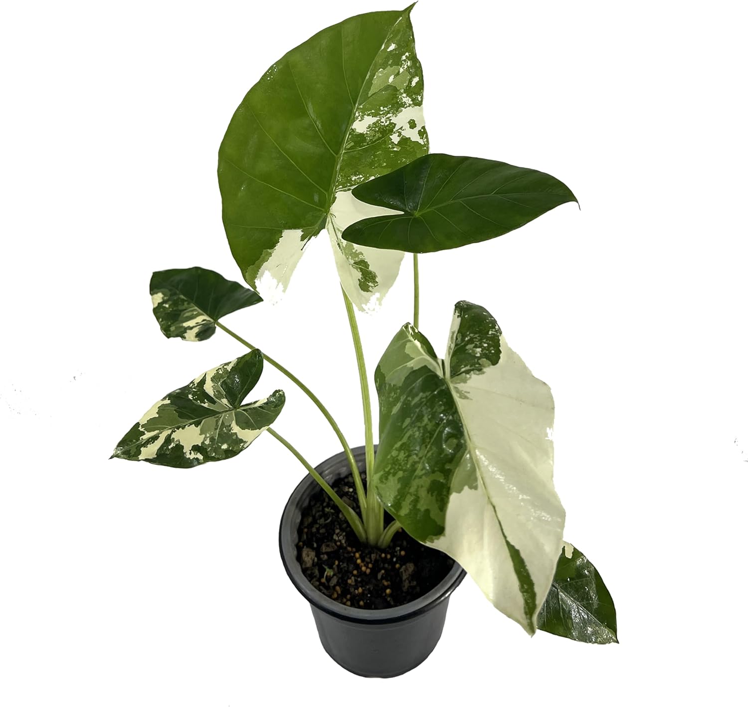 Variegated Alocasia Live Plant C269789
