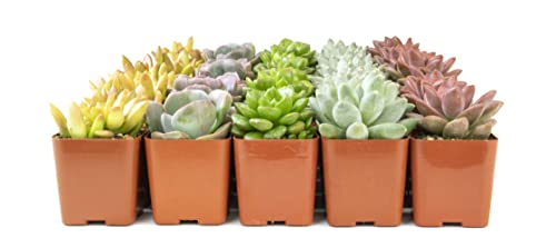 12PK Potted Succulent Plants Z1563