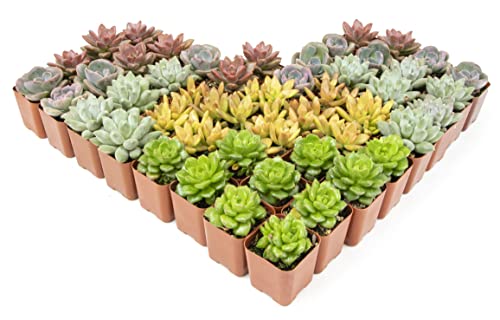12PK Potted Succulent Plants Z1563