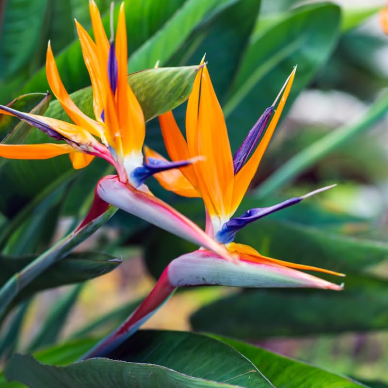 Bird of Paradise Plant Live Houseplant, 4 to 8 Inches Tall A27064