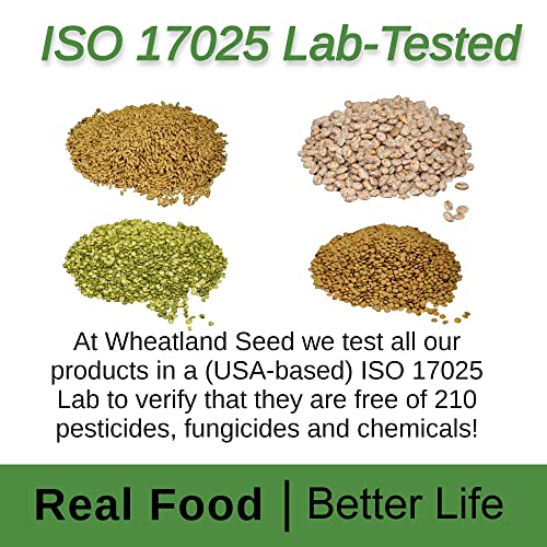 25 lb Bulk Hard White Wheat Berries X29897