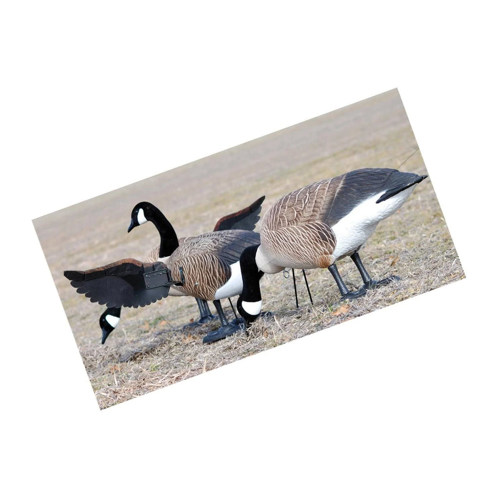 Full Body Canada Goose Decoy O56968