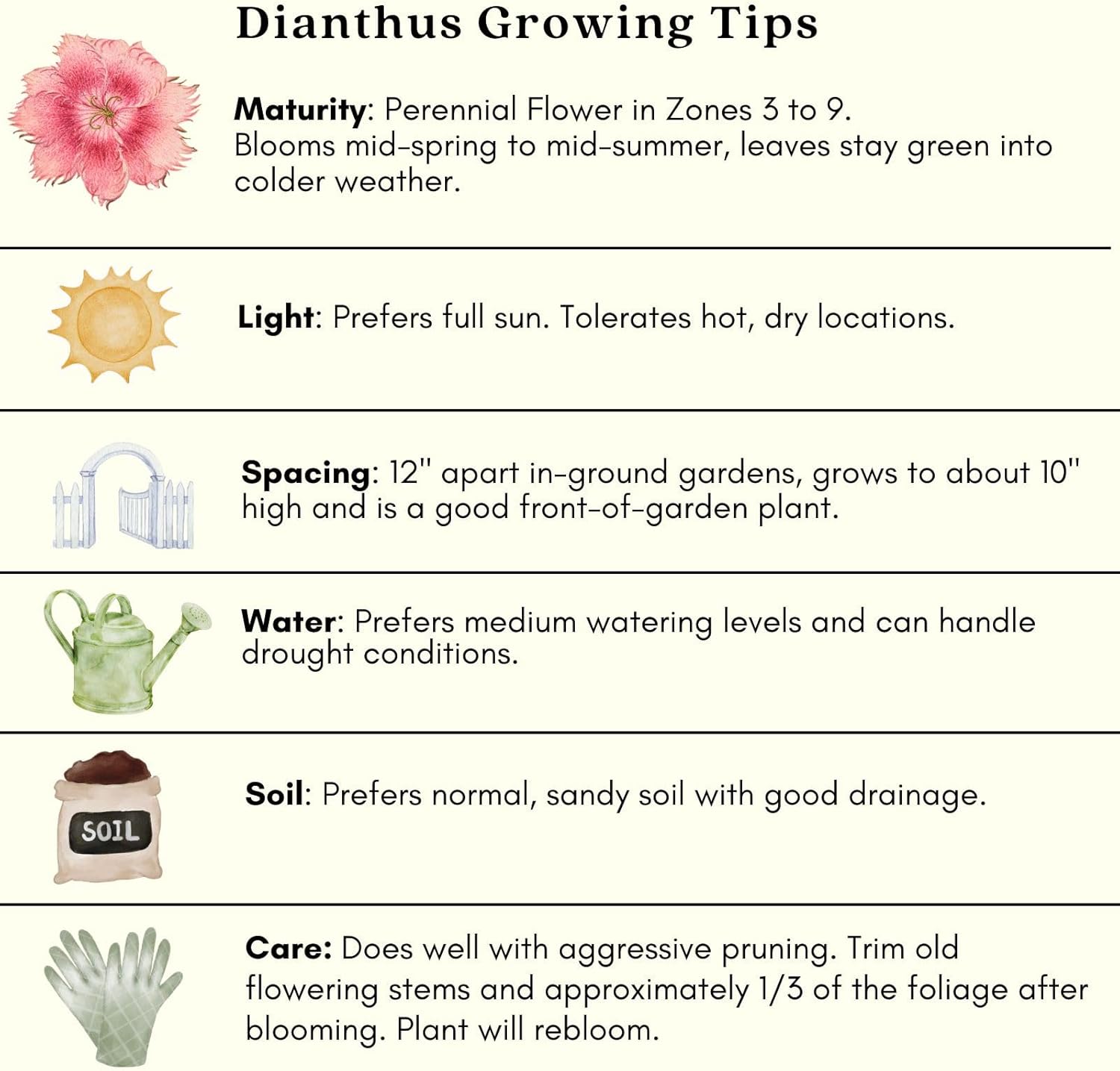 Two (2) Live Dianthus Firewitch Plants in 4" Pots J7710