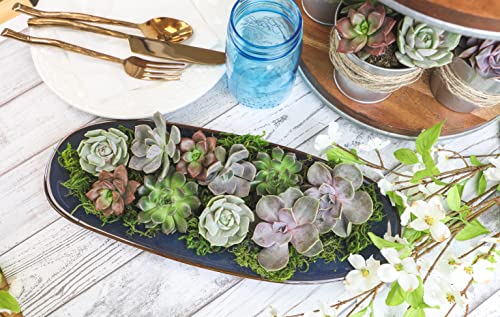 12PK Potted Succulent Plants Z1563