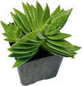 2" Pot Succulent Cactus Plants K987