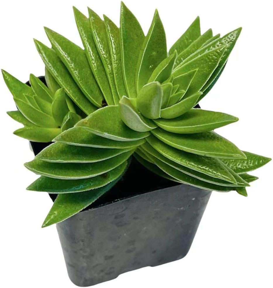 2" Pot Succulent Cactus Plants K987