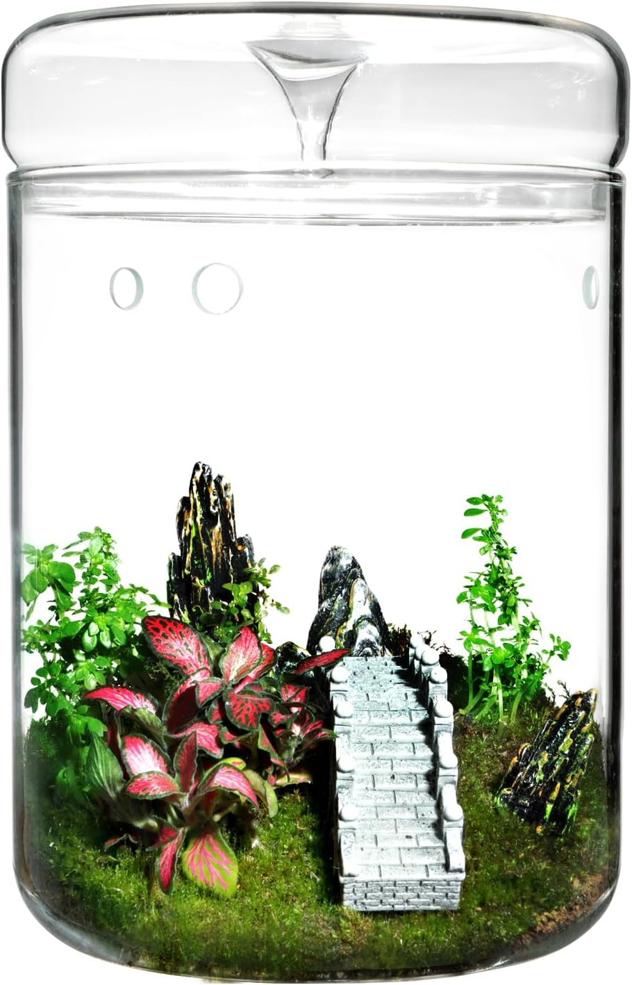 Glass Plant Terrarium – 4.7 x 7 in Small Glass Planter with Lid R5253