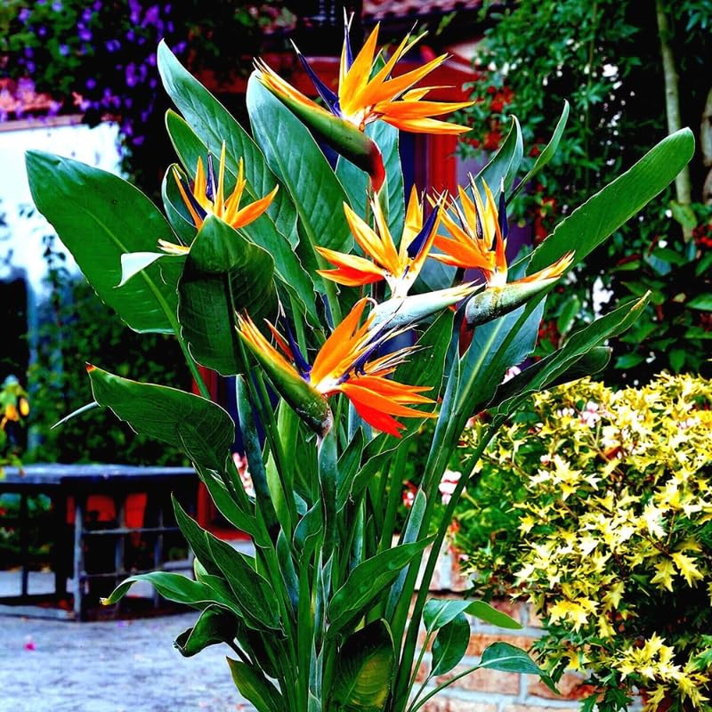 Bird of Paradise Plant Live Houseplant, 4 to 8 Inches Tall A27064