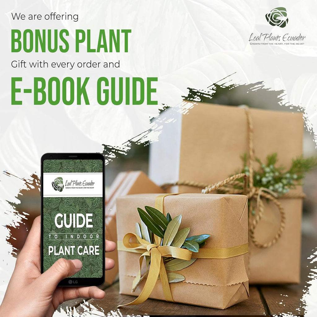 Variegated Alocasia Live Plant C269789