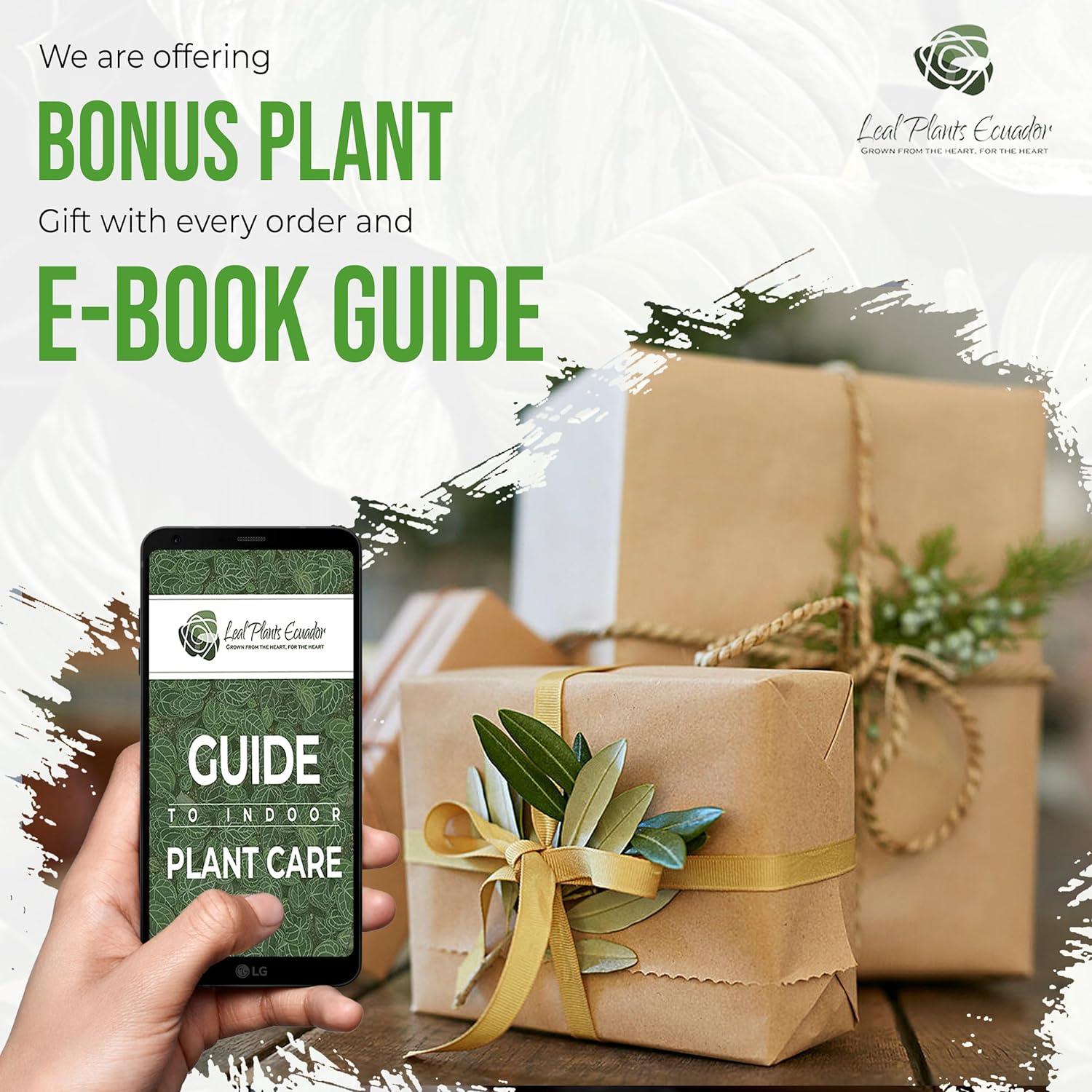 Variegated Alocasia Live Plant C269789