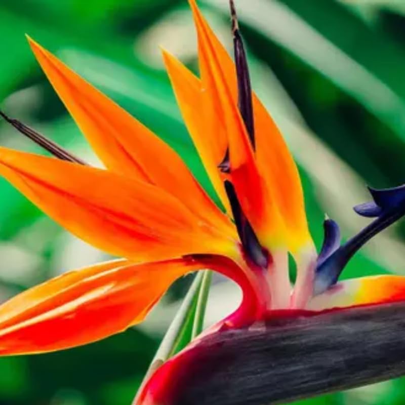 Bird of Paradise Plant Live Houseplant, 4 to 8 Inches Tall A27064