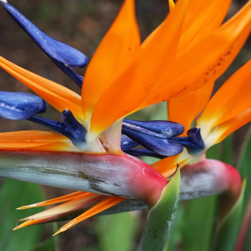 Bird of Paradise Plant Live Houseplant, 4 to 8 Inches Tall A27064