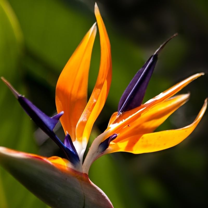 Bird of Paradise Plant Live Houseplant, 4 to 8 Inches Tall A27064