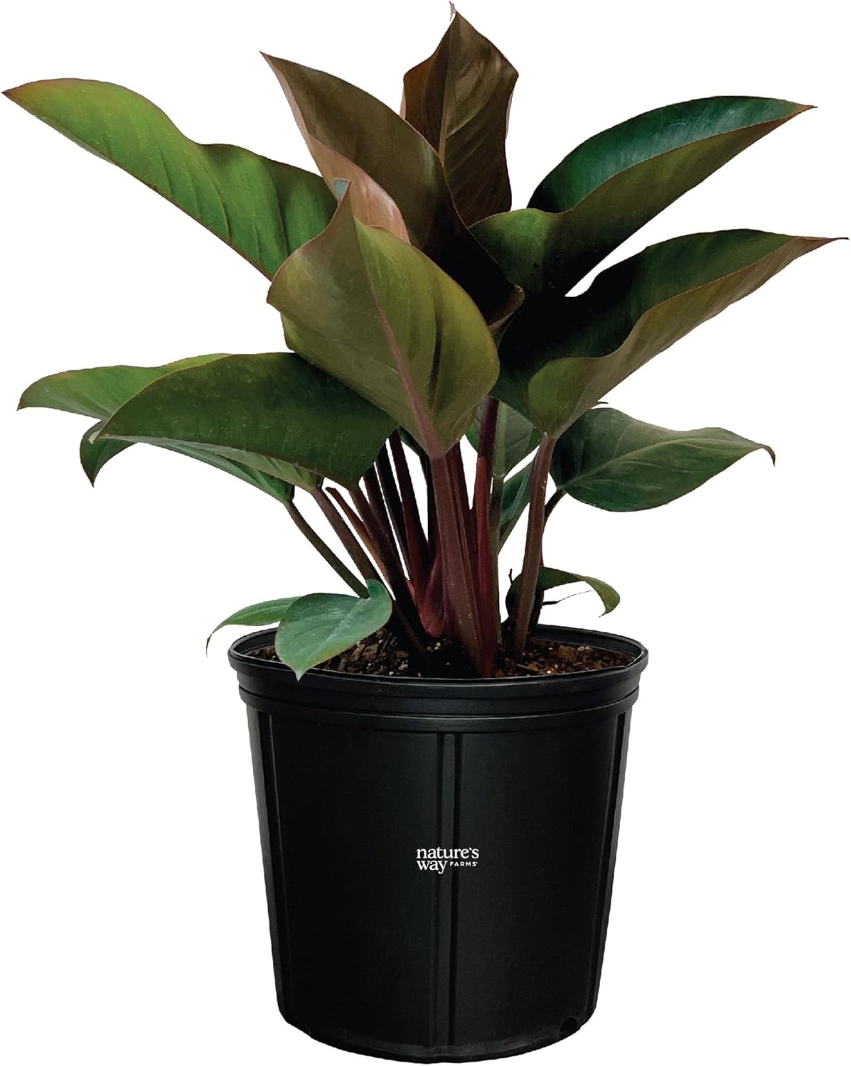 Philodendron Rojo Congo Live Plant (25-30 in. Tall) in Grower Pot J49080