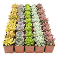 12PK Potted Succulent Plants Z1563