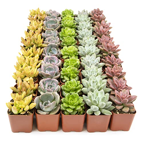 12PK Potted Succulent Plants Z1563