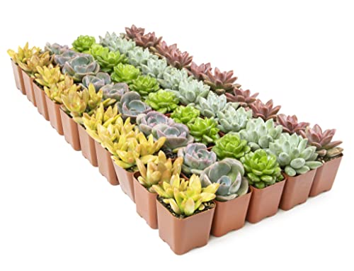 12PK Potted Succulent Plants Z1563