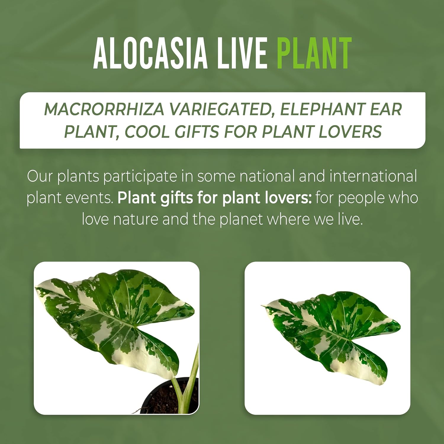 Variegated Alocasia Live Plant C269789