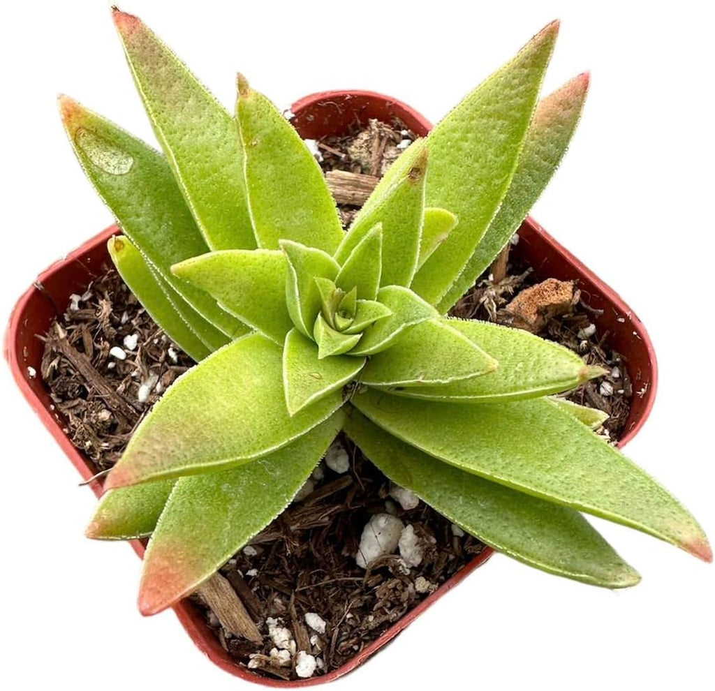 2" Pot Succulent Cactus Plants K987