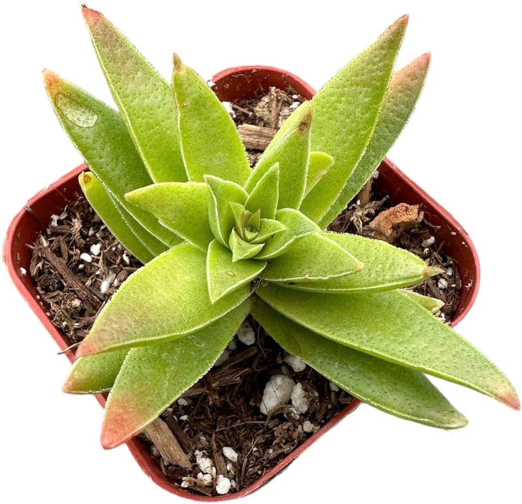 2" Pot Succulent Cactus Plants K987