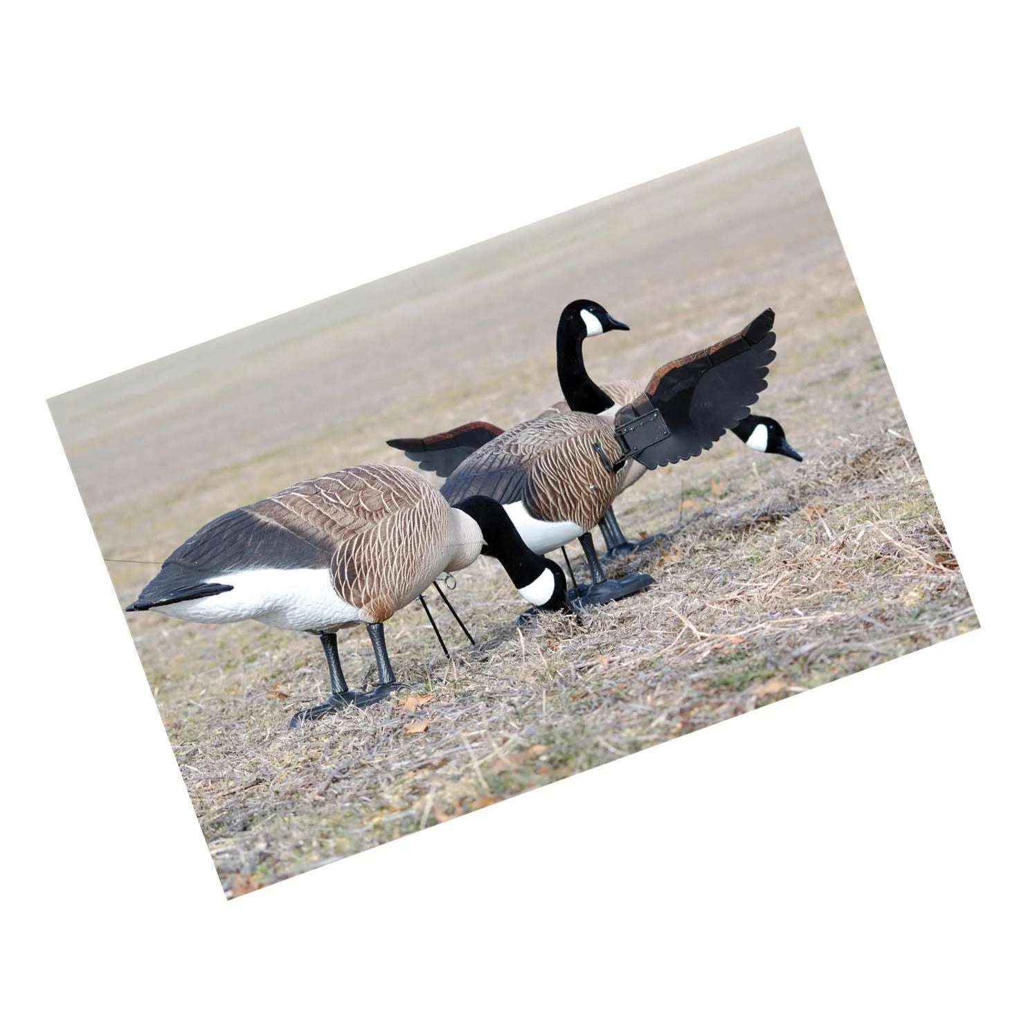 Full Body Canada Goose Decoy O56968