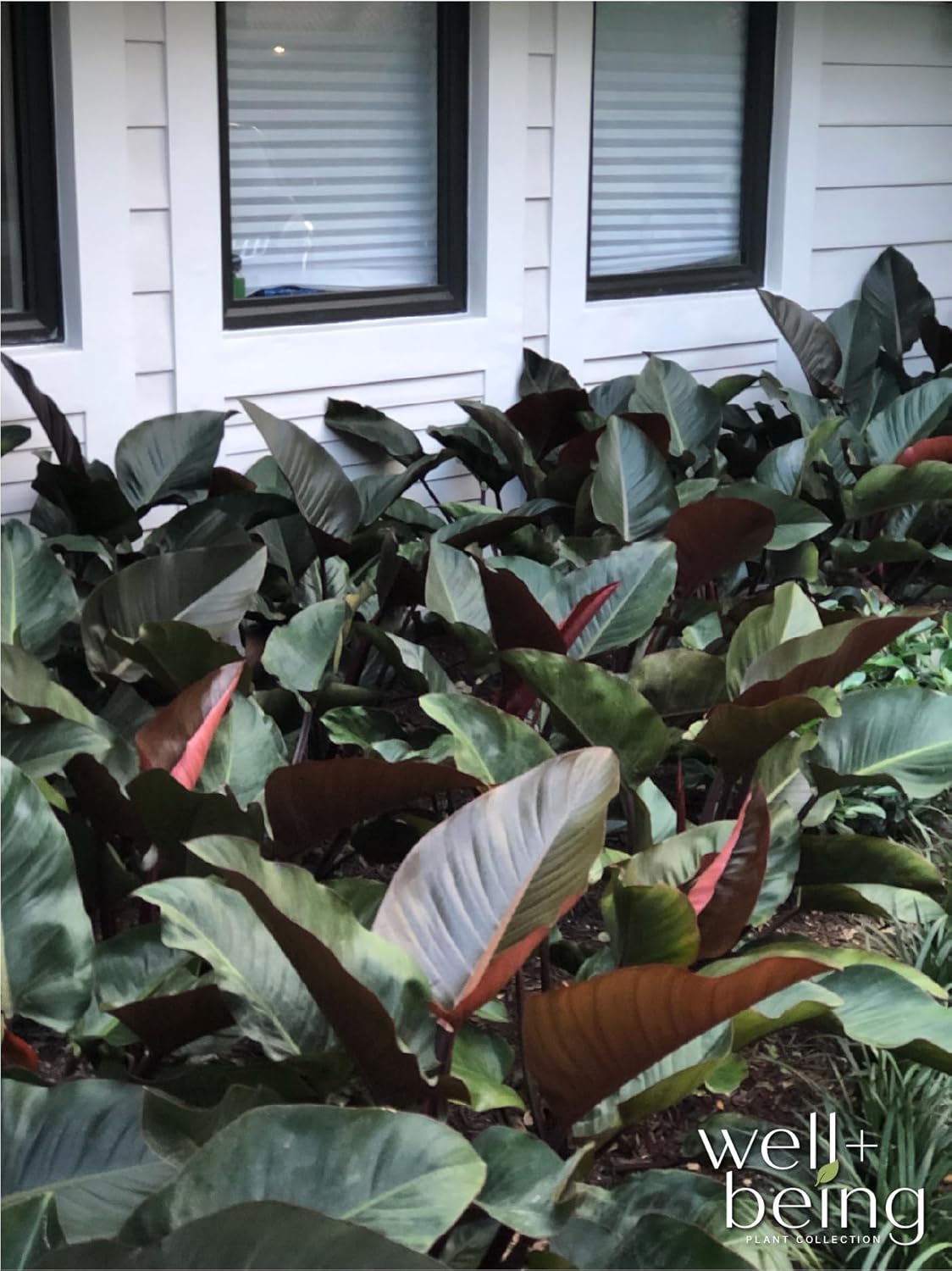 Philodendron Rojo Congo Live Plant (25-30 in. Tall) in Grower Pot J49080