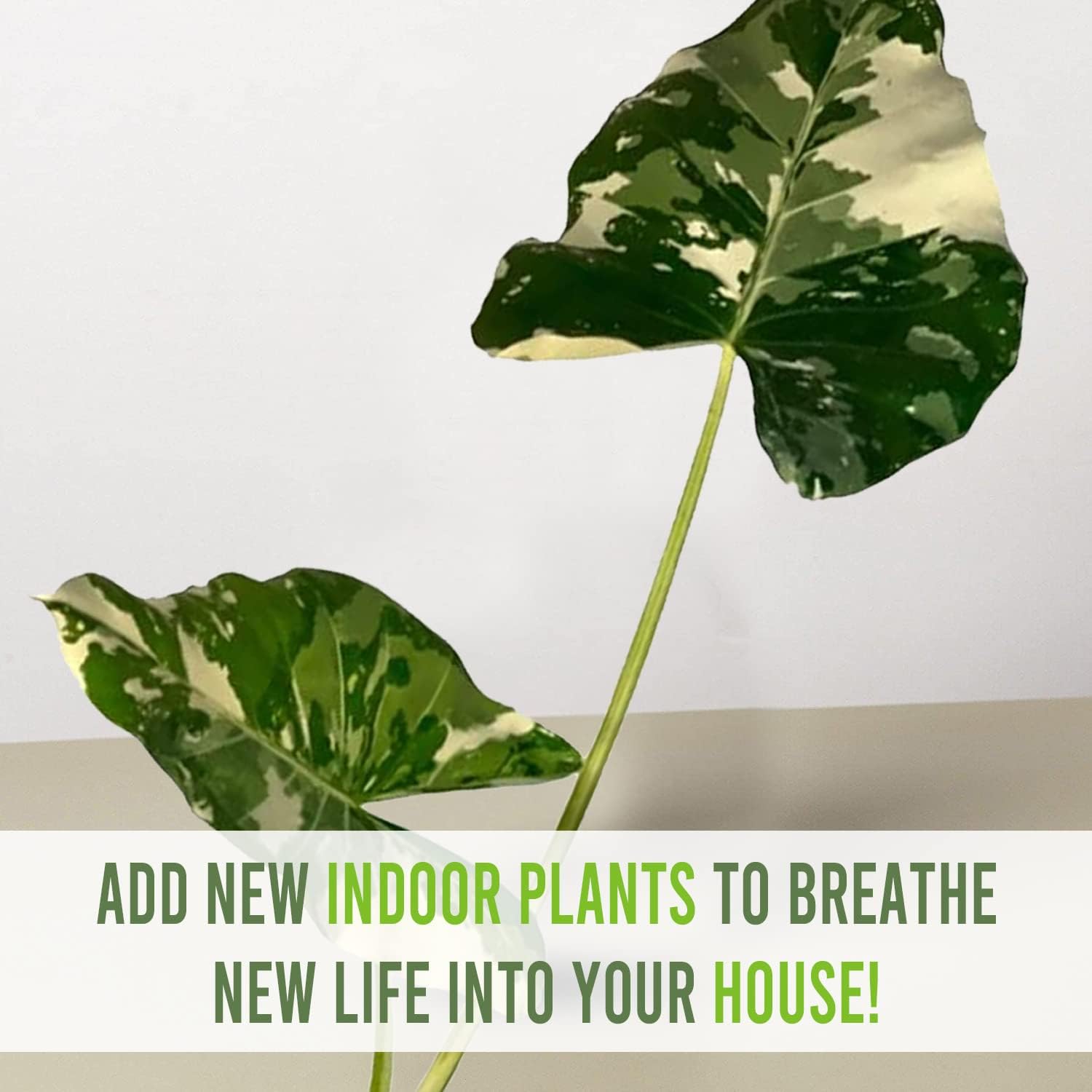 Variegated Alocasia Live Plant C269789