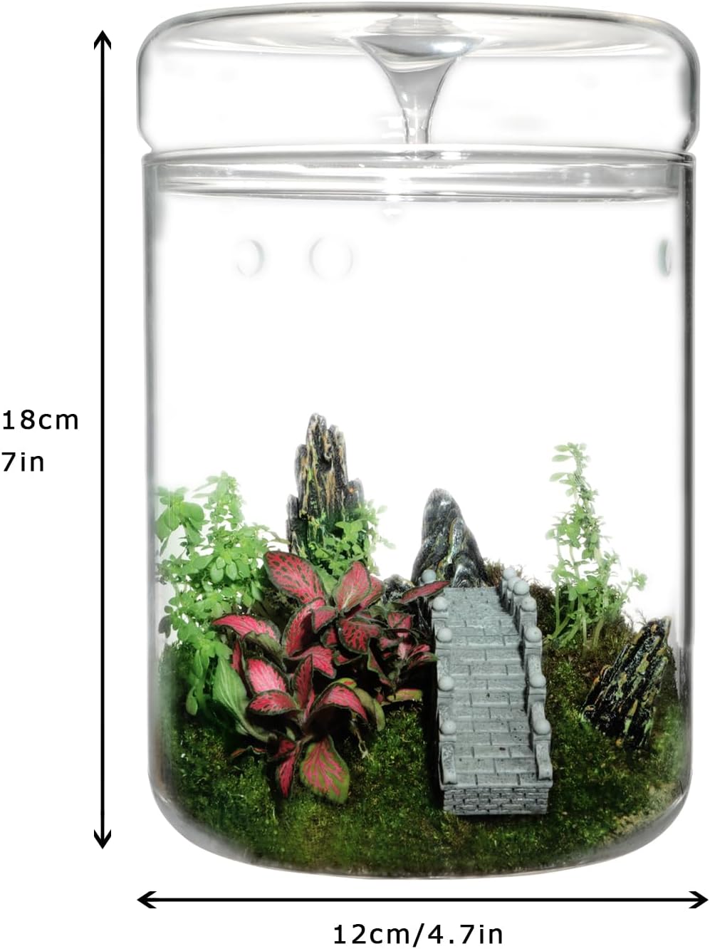 Glass Plant Terrarium – 4.7 x 7 in Small Glass Planter with Lid R5253