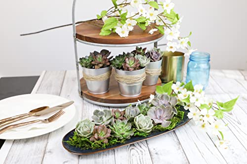 12PK Potted Succulent Plants Z1563