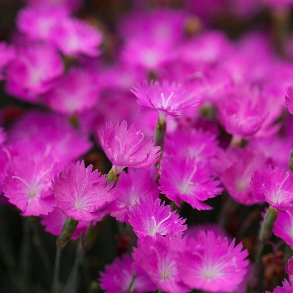 Two (2) Live Dianthus Firewitch Plants in 4" Pots J7710